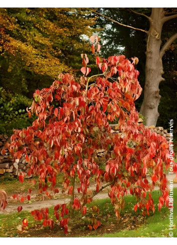 CORNUS EDDIE'S WHITE WONDER