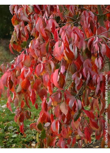 CORNUS EDDIE'S WHITE WONDER