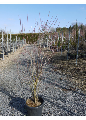 CORNUS florida RUBRA En pot de 25-30 litres buisson hauteur 100-125 cm