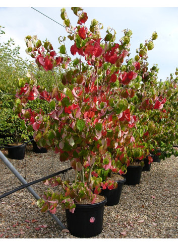 CORNUS florida RUBRA En pot de 35-50 litres buisson hauteur 150-175 cm