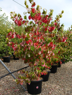 CORNUS florida RUBRA En pot de 35-50 litres buisson hauteur 150-175 cm