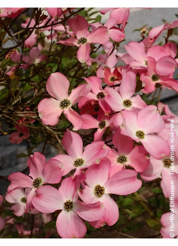 CORNUS florida RUBRA