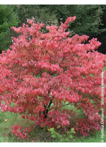 CORNUS florida RUBRA