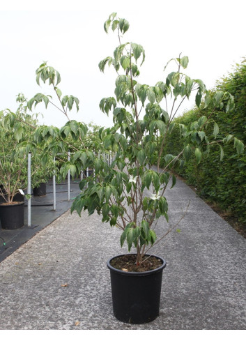 CORNUS kousa CHINENSIS En pot de 25-30 litres buisson hauteur 150-175 cm