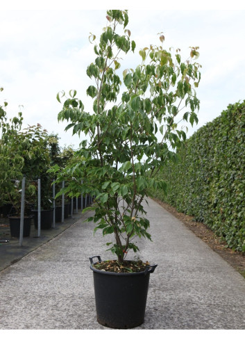 CORNUS kousa CHINENSIS En pot de 30-35 litres buisson hauteur 175-200 cm