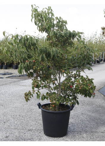 CORNUS kousa ROBERT'S SELECT En pot de 35-50 litres buisson hauteur 150-175 cm