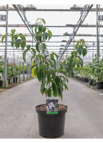 CORNUS kousa TEUTONIA En pot de 12-15 litres buisson hauteur 080-100 cm