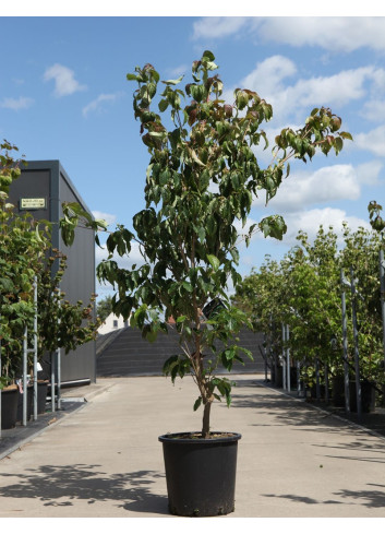 CORNUS kousa TEUTONIA En pot de 25-30 litres buisson hauteur 150-175 cm