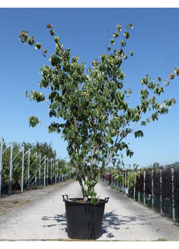 CORNUS kousa TEUTONIA En pot de 70-90 litres buisson hauteur 200-250 cm