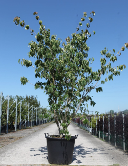 CORNUS kousa TEUTONIA En pot de 70-90 litres buisson hauteur 200-250 cm