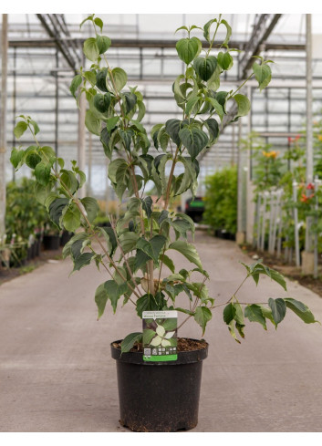 CORNUS kousa WEISSE FONTAINE En pot de 12-15 litres buisson hauteur 080-100 cm
