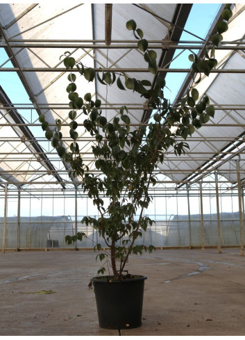 CORNUS officinalis En pot de 50-70 litres buisson hauteur 150-175 cm