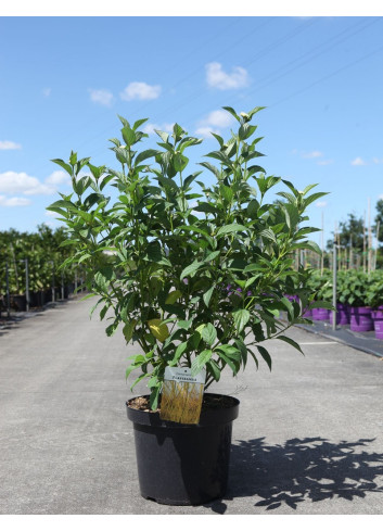 CORNUS sericea FLAVIRAMEA En pot de 10-12 litres buisson hauteur 080-100 cm