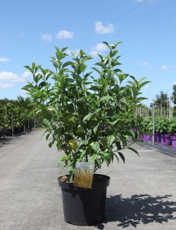 CORNUS sericea FLAVIRAMEA En pot de 10-12 litres buisson hauteur 080-100 cm