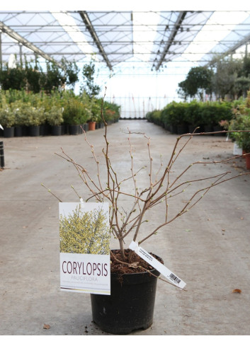 CORYLOPSIS pauciflora En pot de 3-4 litres buisson hauteur 030-040 cm