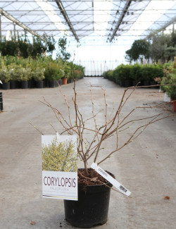 CORYLOPSIS pauciflora En pot de 3-4 litres buisson hauteur 030-040 cm