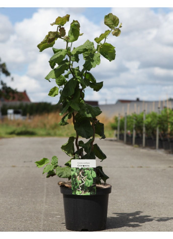 CORYLUS avellana CONTORTA En pot de 4-5 litres buisson hauteur 040-060 cm