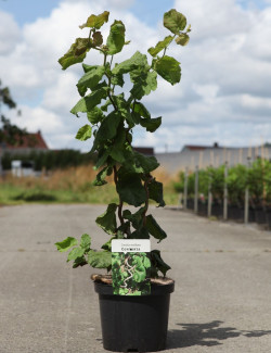 CORYLUS avellana CONTORTA En pot de 4-5 litres buisson hauteur 040-060 cm