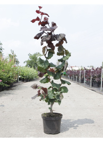CORYLUS avellana RED MAJESTIC En pot de 4-5 litres buisson hauteur 040-060 cm