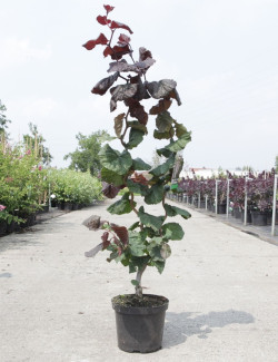 CORYLUS avellana RED MAJESTIC En pot de 4-5 litres buisson hauteur 040-060 cm