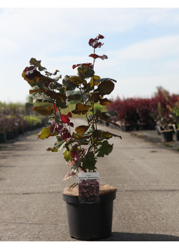 CORYLUS maxima PURPUREA (Noisetier pourpre) CORYLUS maxima PURPUREA En pot de 7-10 litres buisson hauteur 060-080 cm
