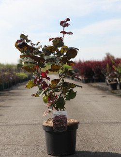 CORYLUS maxima PURPUREA (Noisetier pourpre) CORYLUS maxima PURPUREA En pot de 7-10 litres buisson hauteur 060-080 cm