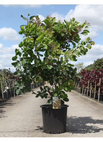 COTINUS coggygria En pot de 25-30 litres buisson hauteur 100-125 cm