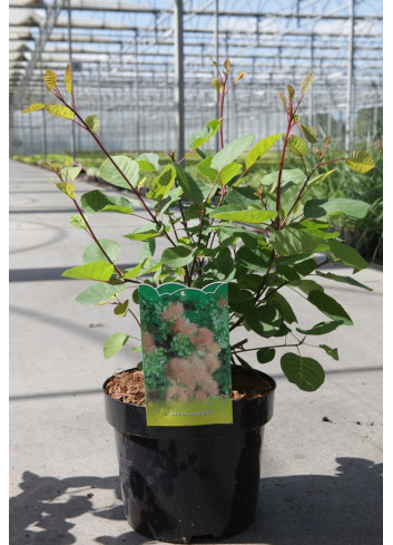 COTINUS coggygria En pot de 3-4 litres buisson hauteur 040-060 cm