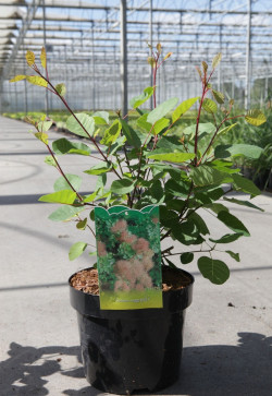 COTINUS coggygria En pot de 3-4 litres buisson hauteur 040-060 cm