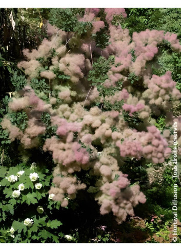 COTINUS coggygria