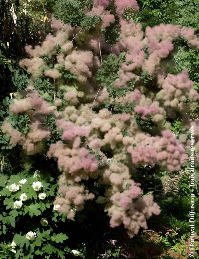 COTINUS coggygria COTINUS coggygria