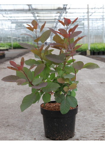 COTINUS coggygria GRACE En pot de 3-4 litres buisson hauteur 030-040 cm