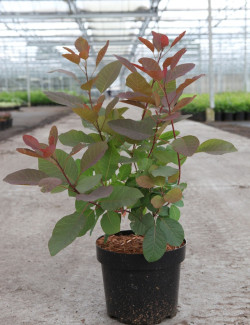 COTINUS coggygria GRACE En pot de 3-4 litres buisson hauteur 030-040 cm