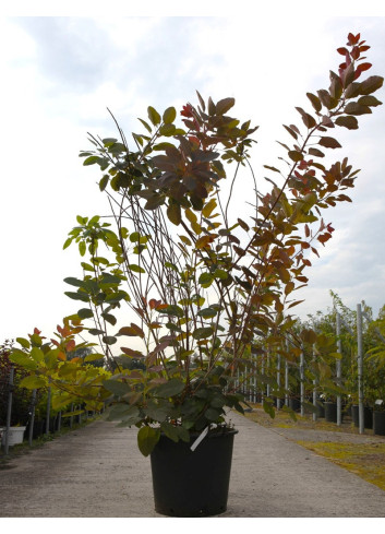 COTINUS coggygria GRACE En pot de 70-90 litres buisson hauteur 200-250 cm