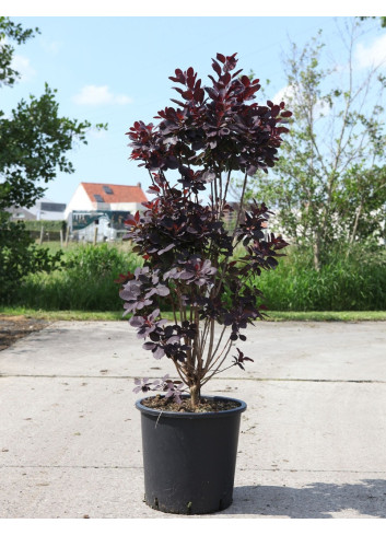 COTINUS coggygria ROYAL PURPLE En pot de 25-30 litres buisson hauteur 100-125 cm