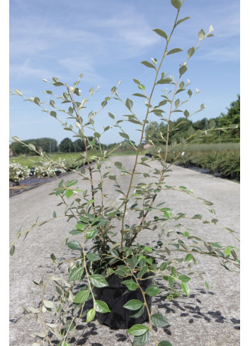 COTONEASTER franchetii En pot de 4-5 litres buisson hauteur 060-080 cm