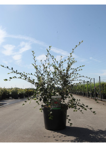 COTONEASTER franchetii En pot de 10-12 litres buisson hauteur 100-125 cm