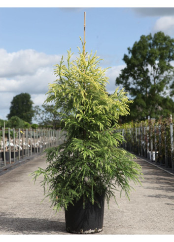 CRYPTOMERIA japonica SEKKAN SUGI En pot de 15-20 litres hauteur 125-150 cm