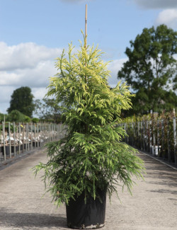 CRYPTOMERIA japonica SEKKAN SUGI En pot de 15-20 litres hauteur 125-150 cm