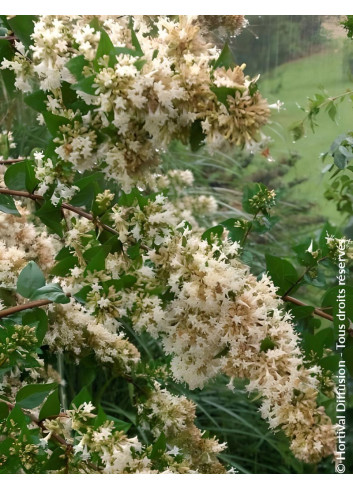 ABELIA chinensis