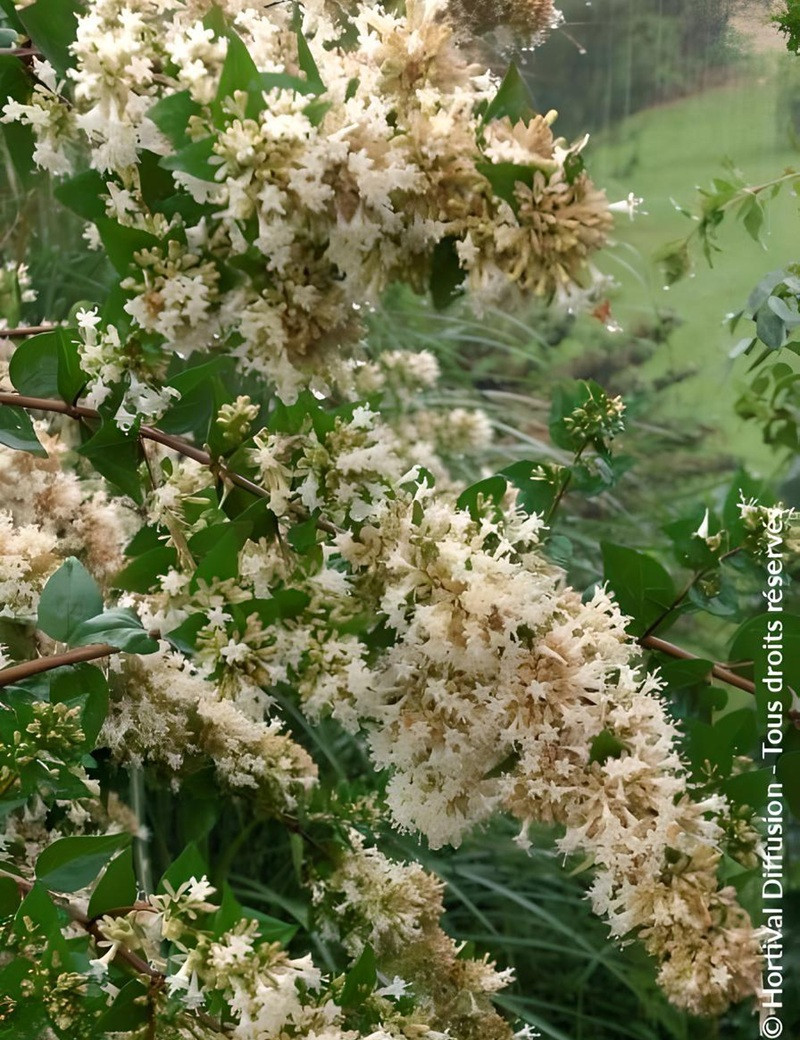 ABELIA chinensis ABELIA chinensis
