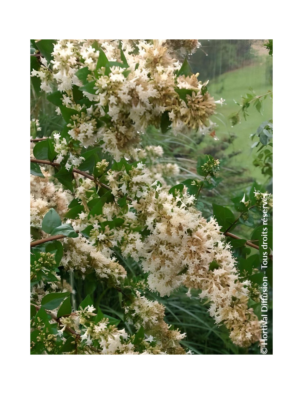ABELIA chinensis