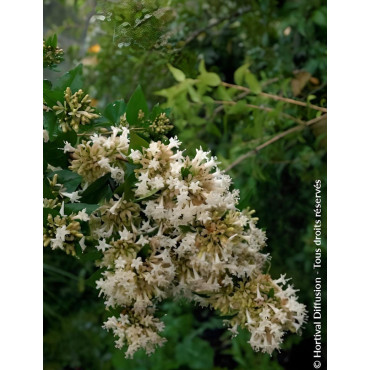 ABELIA chinensis