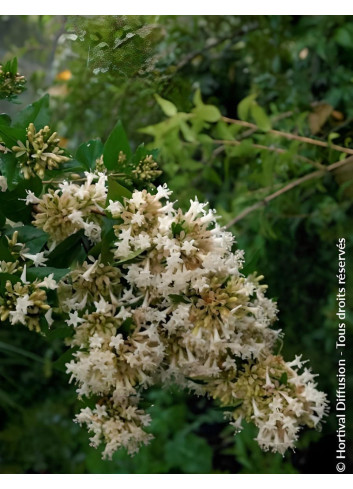 ABELIA chinensis