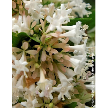 ABELIA chinensis
