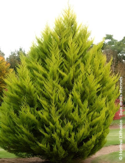 CUPRESSUS macrocarpa GOLDCREST