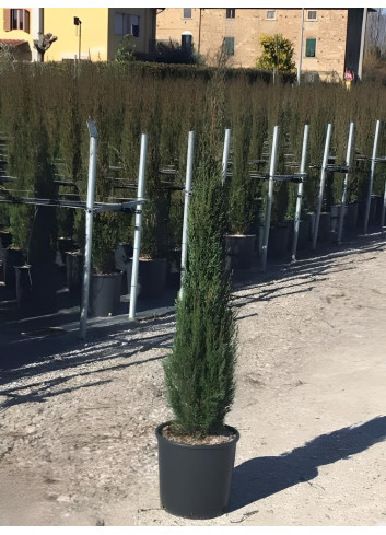 CUPRESSUS sempervirens STRICTA En pot de 12-15 litres hauteur 125-150 cm