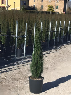 CUPRESSUS sempervirens STRICTA En pot de 12-15 litres hauteur 125-150 cm