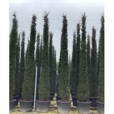 CUPRESSUS sempervirens STRICTA En pot de 130-150 litres hauteur 400-450 cm