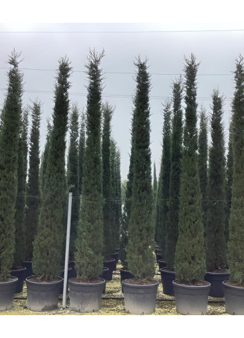 CUPRESSUS sempervirens STRICTA En pot de 130-150 litres hauteur 400-450 cm